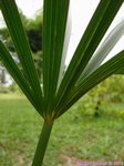 Mauritia flexuosa 