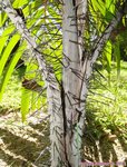 Nephrosperma van-houtteanum 