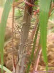 Nephrosperma van-houtteanum 