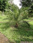 Phoenix canariensis�