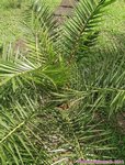 Phoenix canariensis�