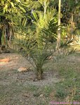 Phoenix dactylifera KL1 