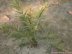 Phoenix dactylifera KL1 