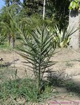 Phoenix dactylifera KL1 