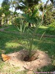 Phoenix dactylifera KL1 