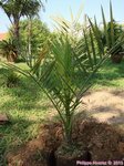 Phoenix dactylifera KL1 