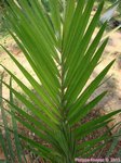 Phoenix dactylifera KL1 
