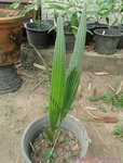 Phoenix dactylifera var. Deglet Nour� 