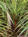 Phoenix paludosa ?�