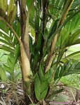 Pinanga coronata 'not kuhlii form' * Jeunes palmes vert-jaune