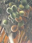 Areca catechu * Tr�s gros fruits * Hybride ?