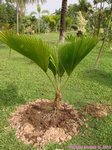 Pritchardia martii�