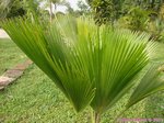 Pritchardia martii�
