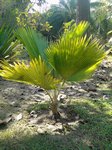 Pritchardia thurstonii 