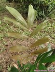 Ptychosperma waitianum clumping