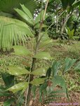 Ptychosperma waitianum clumping