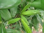 Rhapis cochinchinensis ex laosensis * Var. palmes divis�es en 2 et 3