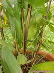 Rhapis cochinchinensis ex laosensis * Var. palmes divis�es en 2 et 3