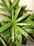 Rhapis excelsa variegata cv. ?