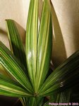 Rhapis excelsa variegata cv. ?