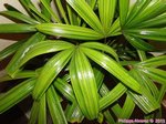 Rhapis excelsa variegata cv. ? 
