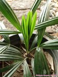 Rhapis robusta 