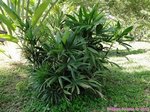 Rhapis siamensis 