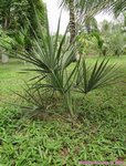 Sabal minor 