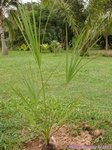 Sabal rosei 