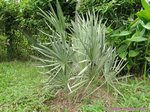 Serenoa rupens silver-blue form�