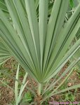 Serenoa rupens silver-blue form�