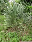 Serenoa rupens silver-blue form�