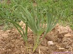 Serenoa rupens silver-blue form�
