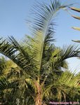 Syagrus comosa 