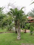 Syagrus comosa 