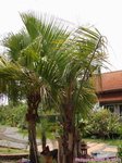 Syagrus comosa 