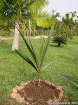 Syagrus coronata 