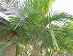 Syagrus schizophylla 'Arikuryroba' 