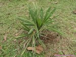Trachycarpus fortunei darjeeling�