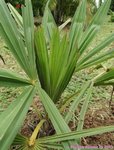 Trachycarpus fortunei darjeeling�