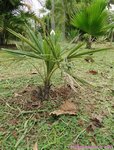 Trachycarpus fortunei darjeeling�