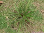 Trachycarpus fortunei darjeeling�