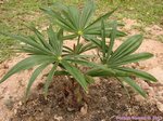 Trachycarpus fortunei darjeeling�