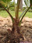 Trachycarpus fortunei darjeeling�