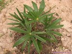 Trachycarpus fortunei darjeeling�