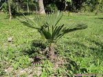 Trachycarpus fortunei wagnerianus 