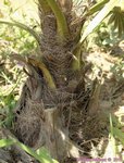 Trachycarpus fortunei wagnerianus 