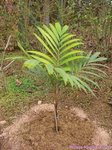 Veitchia arecina * ex montgomeryana et macdanielsii
