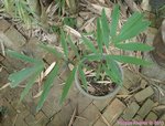 Wallichia oblongifolia ex densiflora -