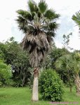 Washingtonia robusta� 